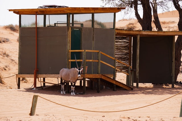 Orxy Antilopen im NamibRand Nature Reserve - Camp Site