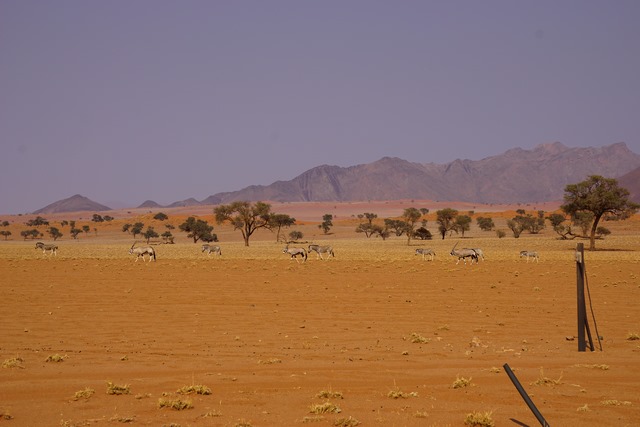 Orxy Antilopen im NamibRand Nature Reserve