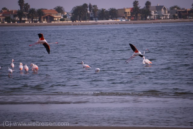 Die ersten Flamingos finden wir schon in Walvis Bay im Wohngebiet