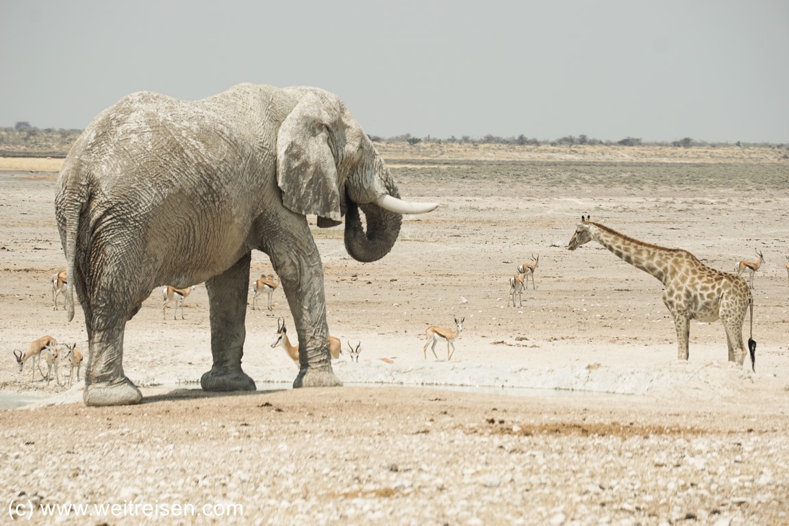 Etosha Nationalpark Namibia Weitreisen