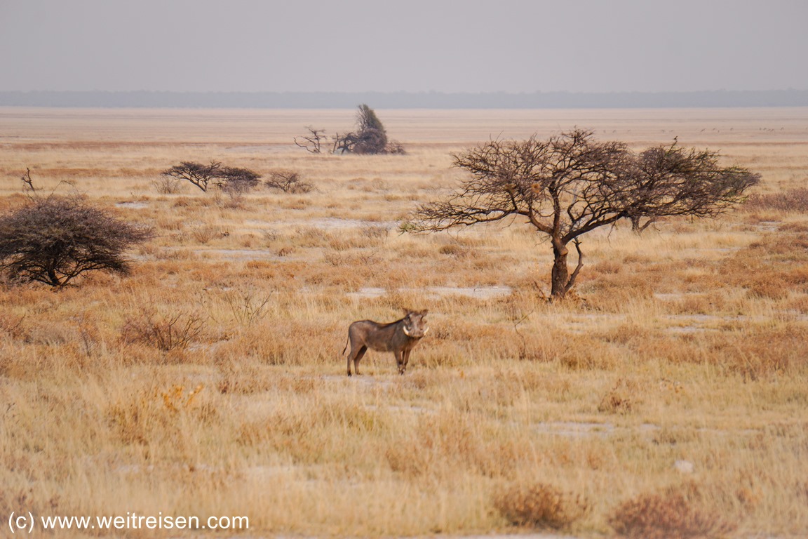 Etosha Nationalpark Namibia Weitreisen
