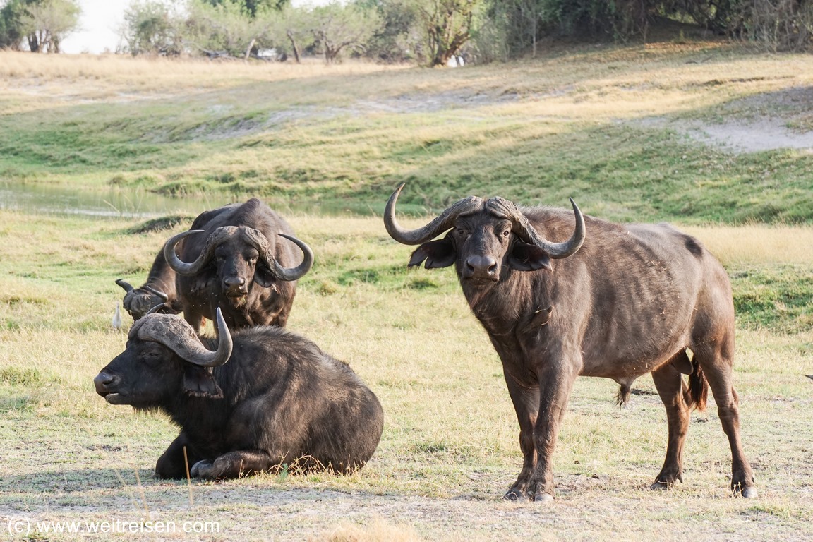 Savuti, Chobe Nationalpark, Big Five
