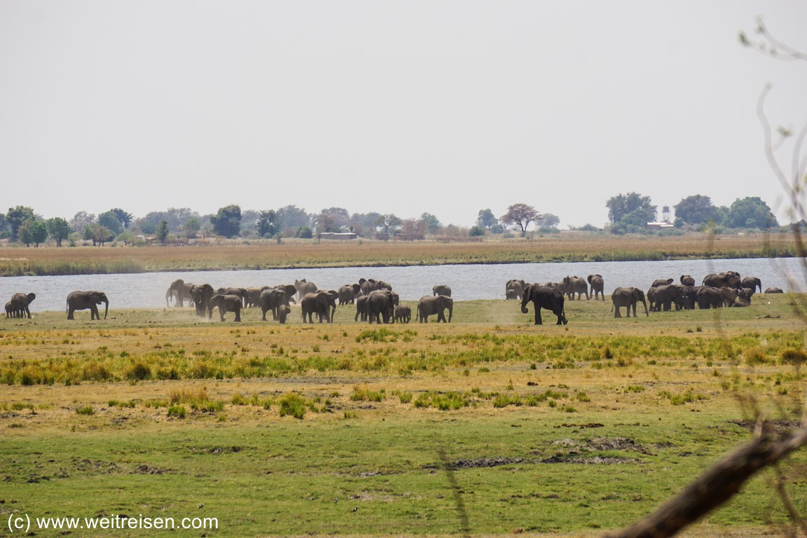 Chobe Riverfront, Elefanten, Chobe National Park