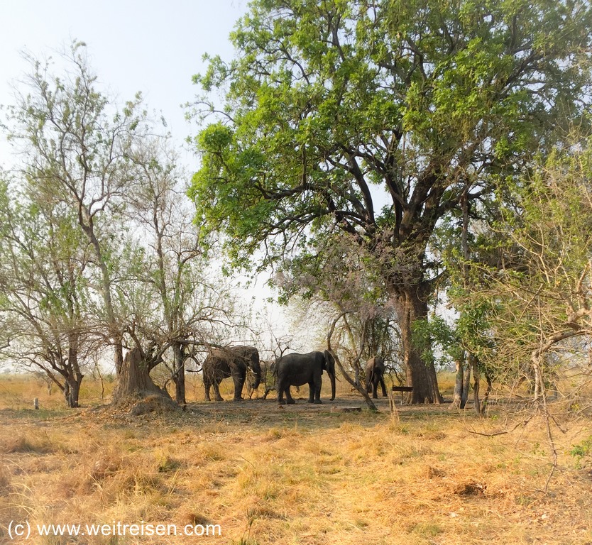 Moremi Game Reserve - Elefantenherde