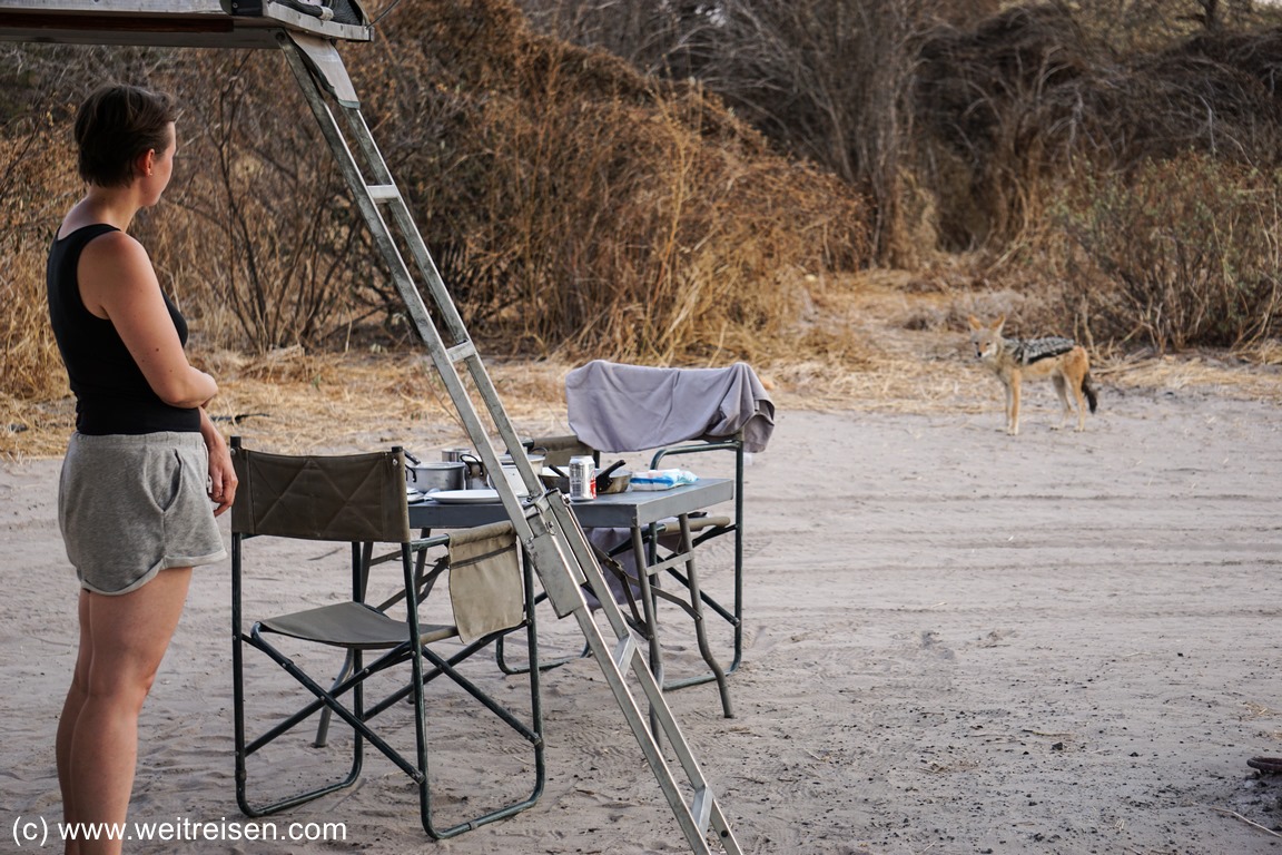 Central Kalahari, Botswana, Löwen, Camping 
