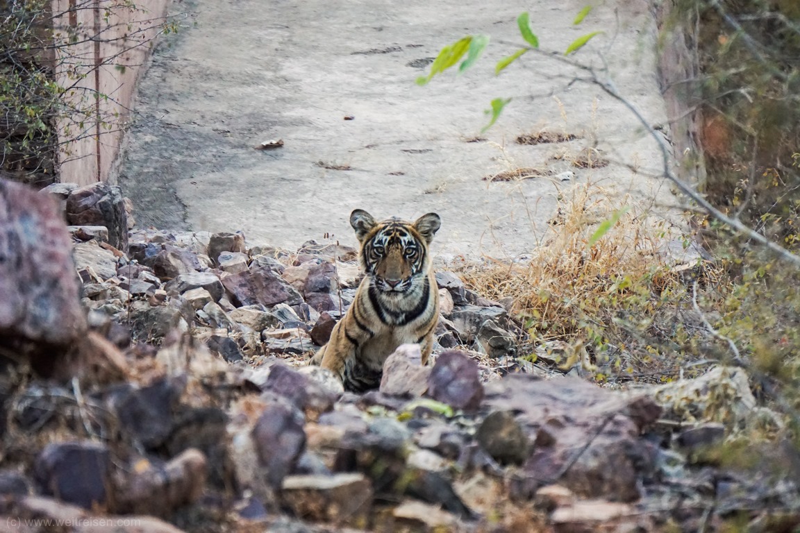 Ranthambhore Nationalpark, Auf Tiger Safari in Indien