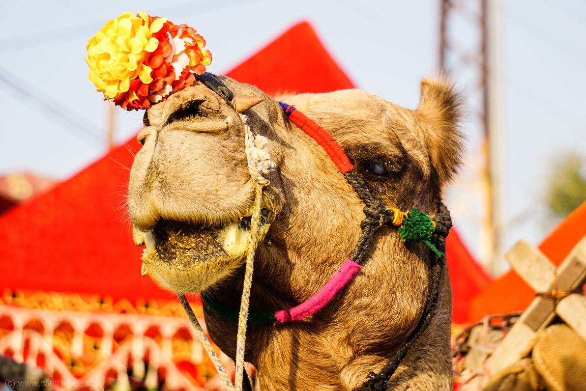Pushkar Camel Fair, Kamelmarkt in Pushkar