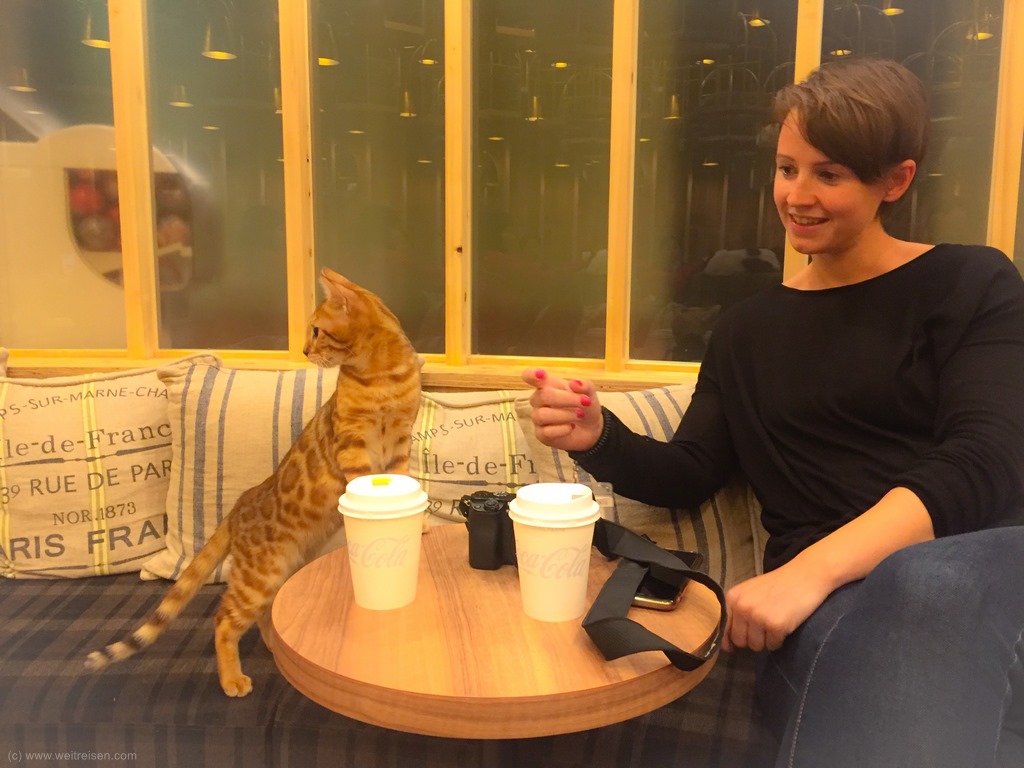 Tokio, Katzen Café, Katzen Kaffee, Tee trinken mit Katzen
