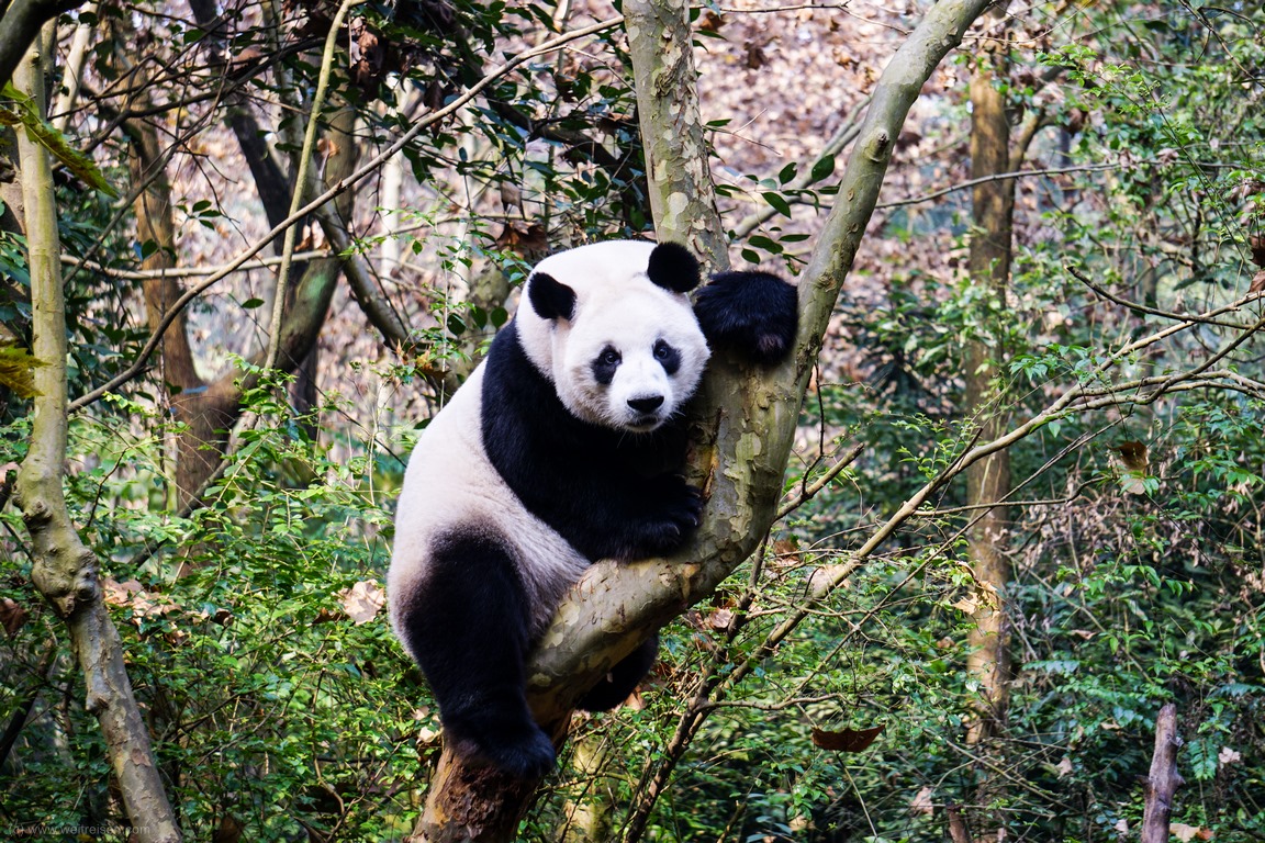 Pandabären Chengdu
