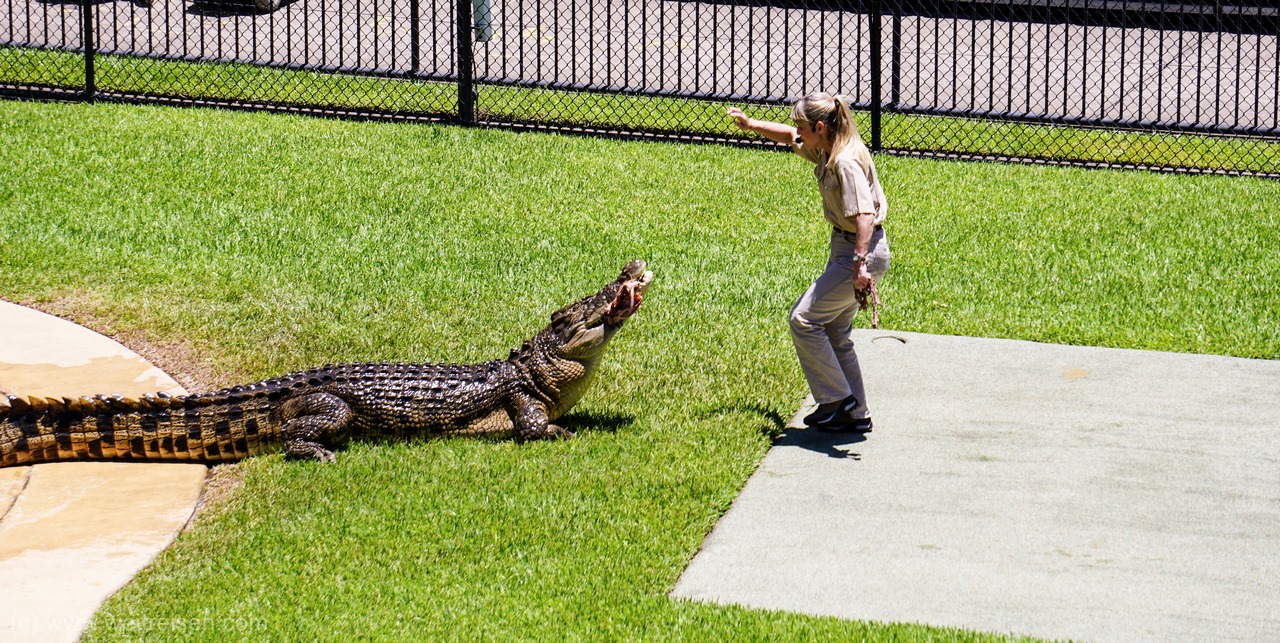 Australia Zoo, Home of the Crocodile Hunter, Steve Irwin, Crocoseum
